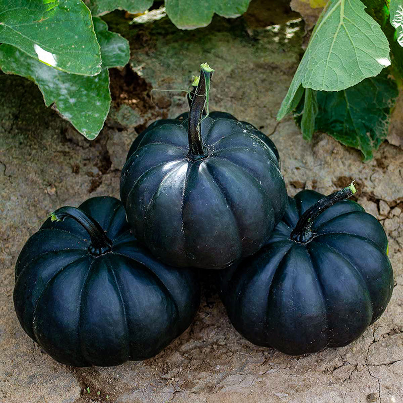 Black Kat F1 Pompoen