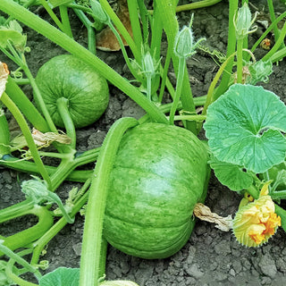 Pompoen - Black Prince