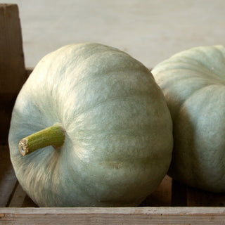 Pompoen - Black Prince