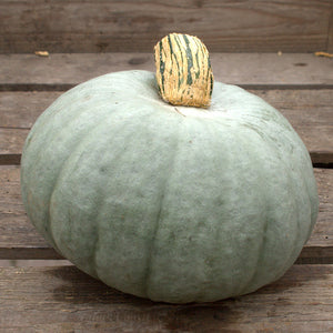 Pompoen - Crown Prince F1