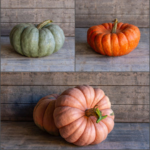 Pompoen - Doll F1 Mix