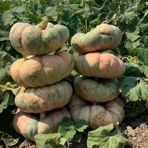 Pompoen - Colorado Sun F1