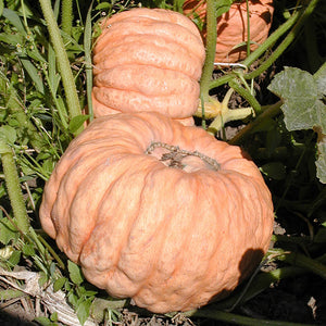 Pompoen - Australian Butter