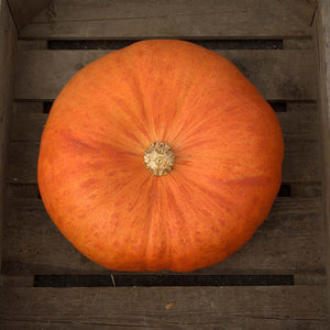 Pompoen - Cinderella