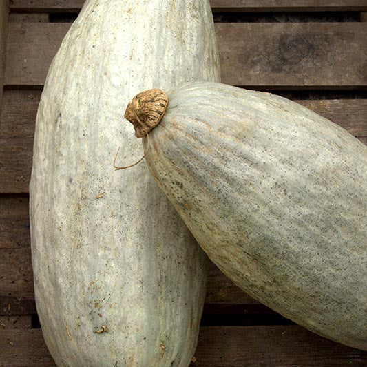 Blue Banana