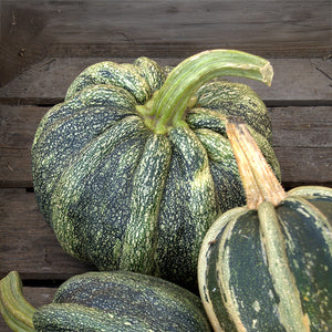 Pompoen - Tonda Padana