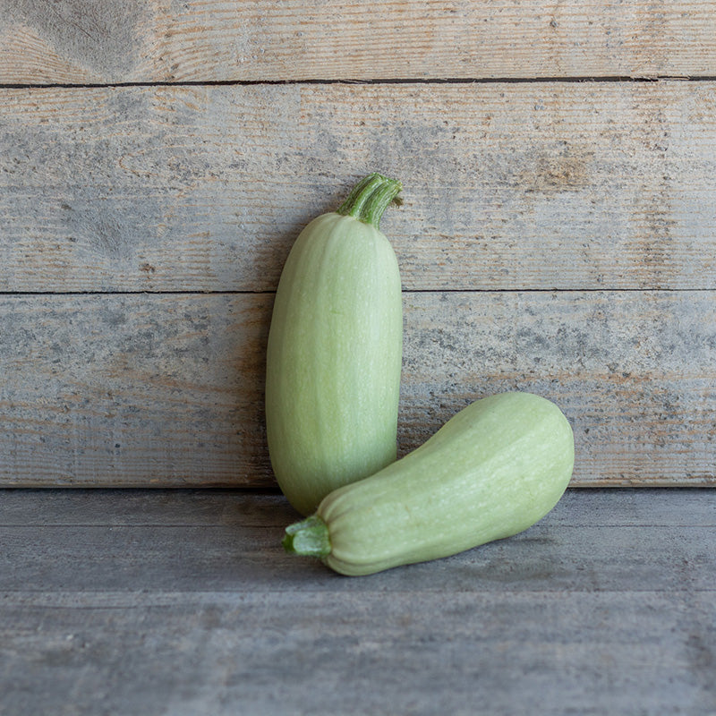Courgette zaden kopen? | Lungo bianco zaaien | Jansen Zaden