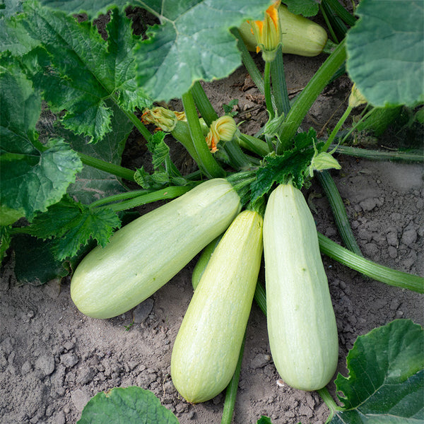 Courgette zaden kopen? | Lungo bianco zaaien | Jansen Zaden