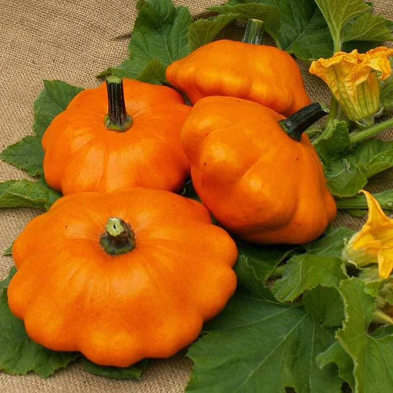 Orange Pompoen