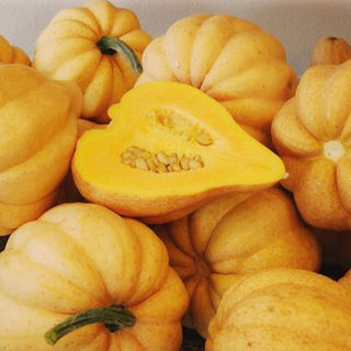 Acorn - Thelma Sanders