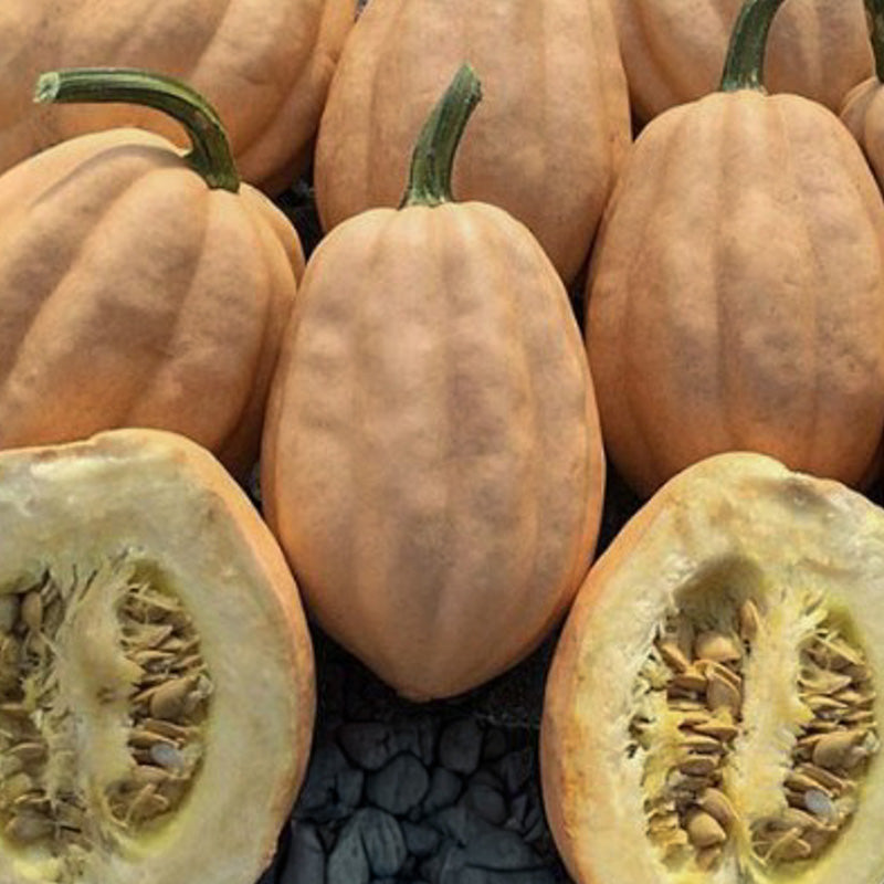 Acorn Baked Potato F1