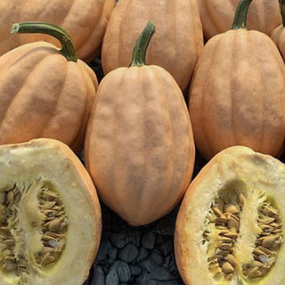 Acorn Baked Potato F1