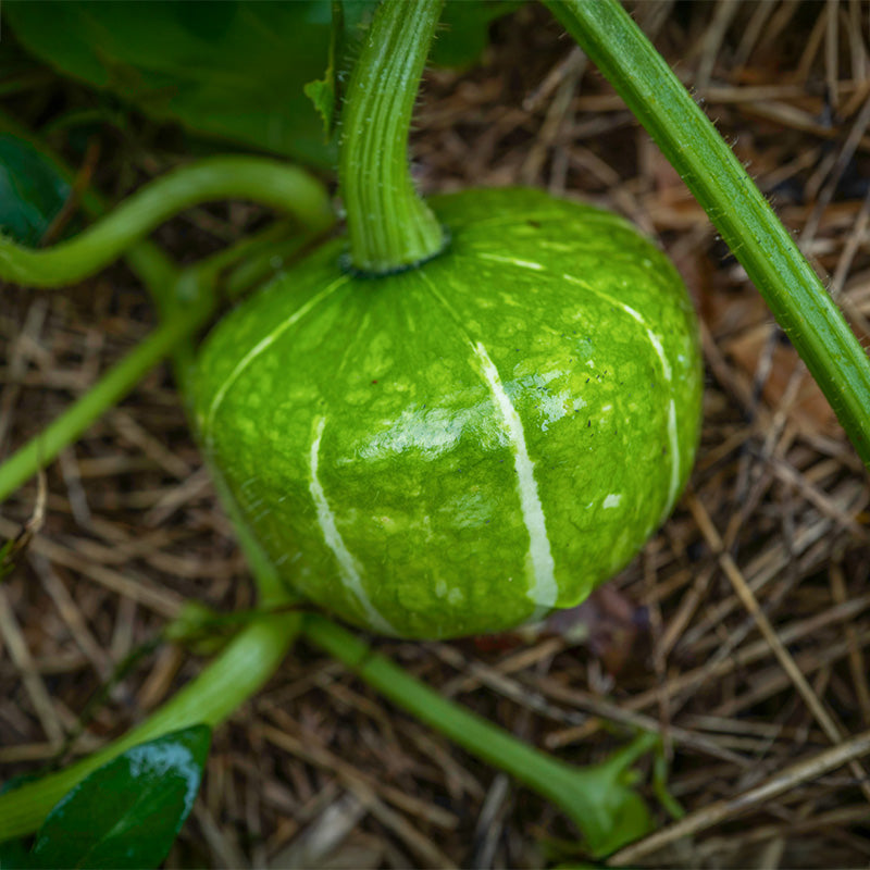 Kabocha - Buttercup