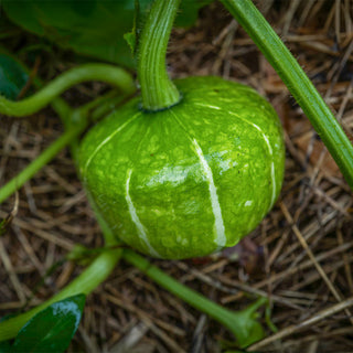 Kabocha - Buttercup