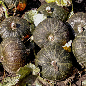 Kabocha - Cha-Cha F1