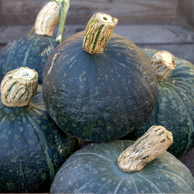 Buttercup & Kabocha pompoen kopen | Hokkaido | +20 soorten!
