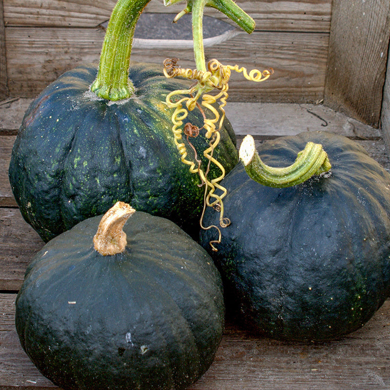 Kabocha | Pompoen | Tetsukabuto F1 | PMT | Jansen Zaden