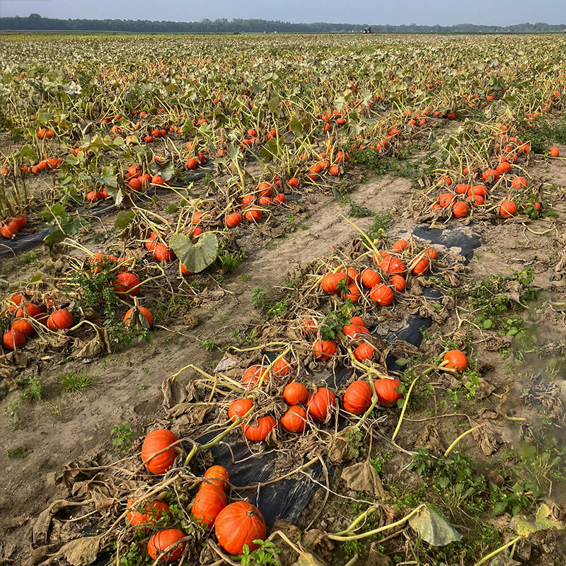 Hokkaido - Caldor F1