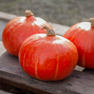 Hokkaido - BOL-P-5110 F1