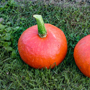 Hokkaido - Sunshine F1