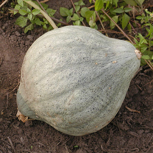 Hubbard - Blue Ballet