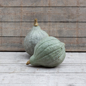 Hubbard - Blue Hubbard