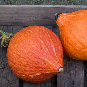 Hubbard - Golden Hubbard