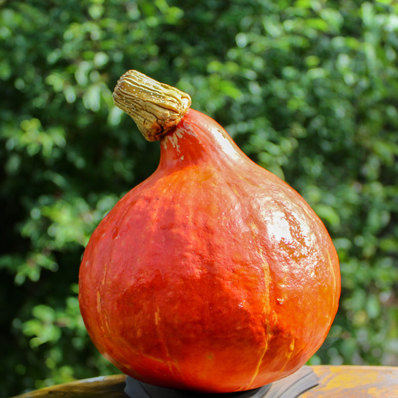 Red Kuri