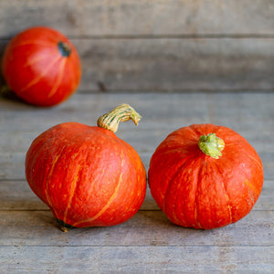 Hokkaido - Rotorua F1