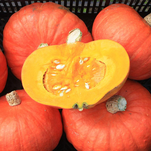 Buttercup & Kabocha pompoen kopen | Hokkaido | +20 soorten!