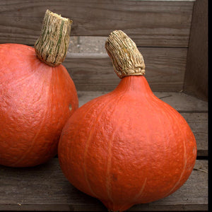 Hokkaido - Uchiki Kuri