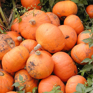 Hokkaido - Colinky F1