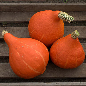 Hokkaido - Potimarron