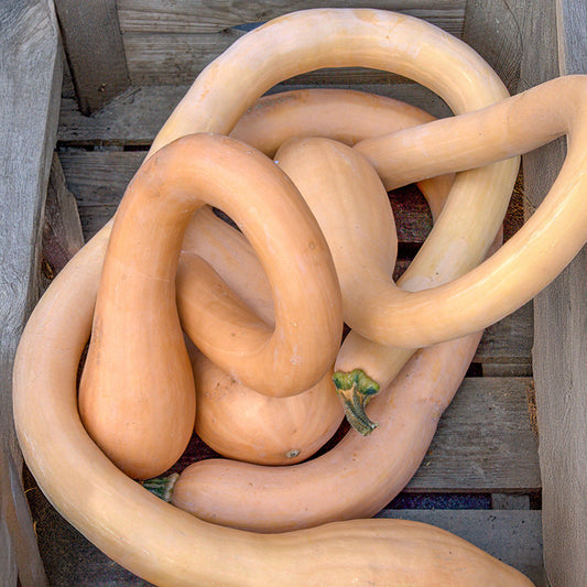 Flespompoen - Canadian Crookneck