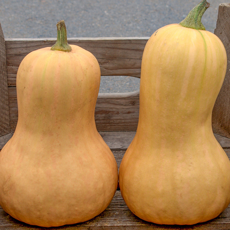 Waltham Butternut