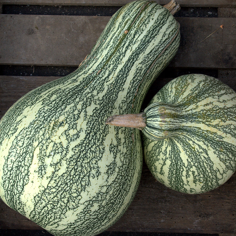 Cushaw Green Stripe