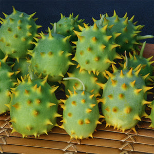 Sierkomkommer - carolinus