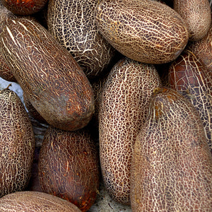 Netkomkommer - De Sikkim