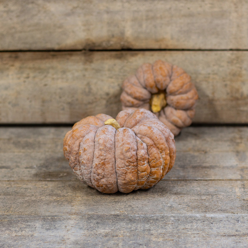 Muskaatpompoen - Hidemi