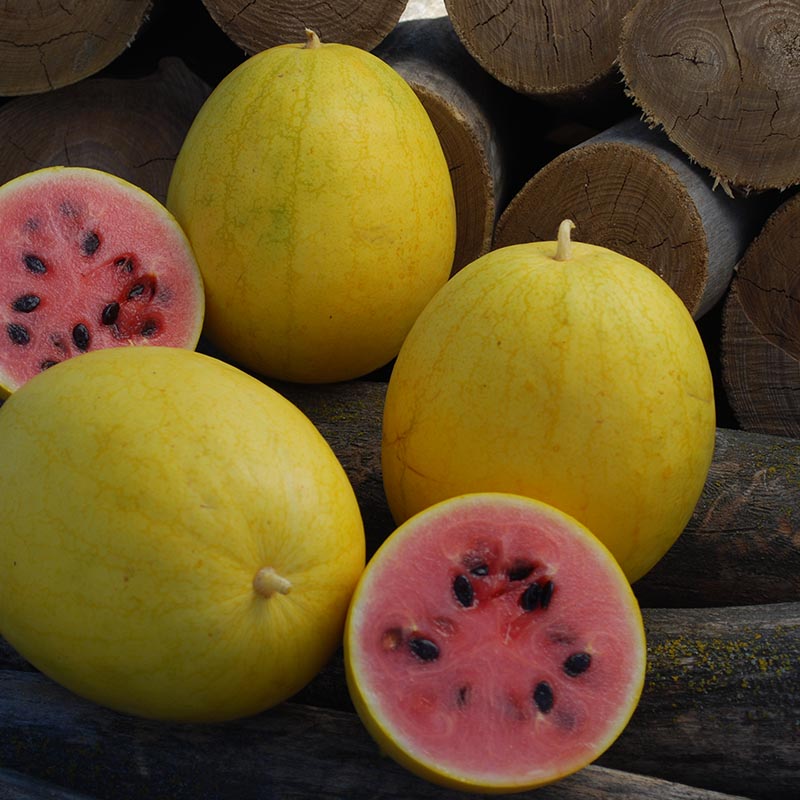 Watermeloen - Golden Midget - Citrullus lanatus | Jansen Zaden