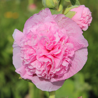 Stokroos - Chater's Pink