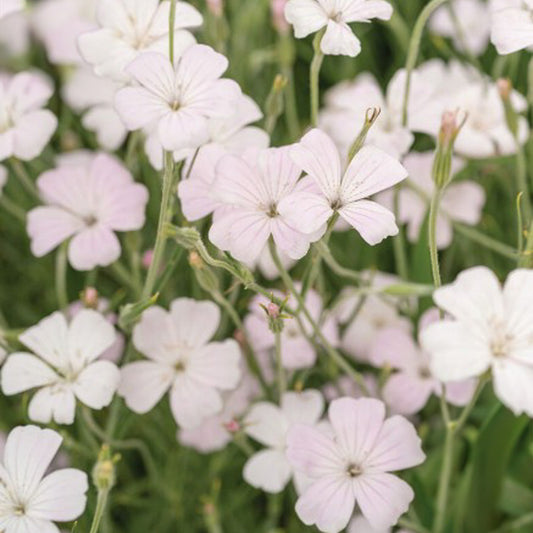 Bolderik - Blossom Pearl