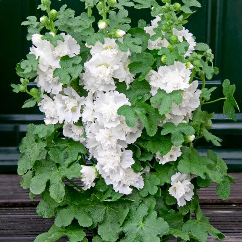 Stokroos - Spring Celebrities White
