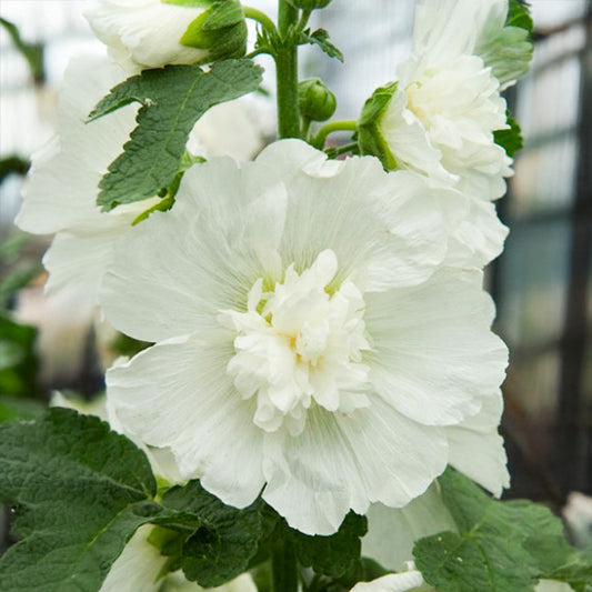 Stokroos - Spring Celebrities White