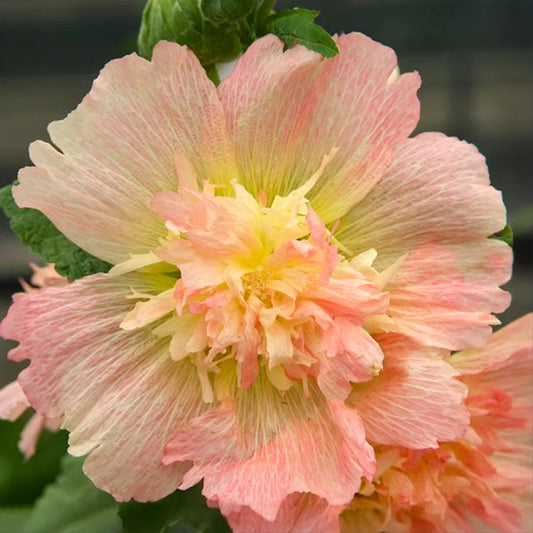 Stokroos - Spring Celebrities Apricot