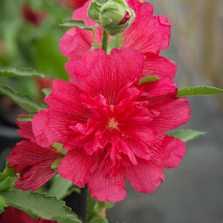 Stokroos - Spring Celebrities Rose