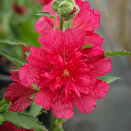 Stokroos - Spring Celebrities Rose