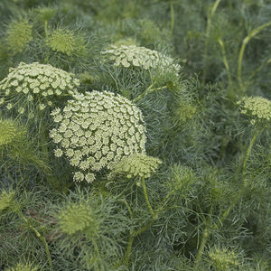 Witte Dille - Green Mist