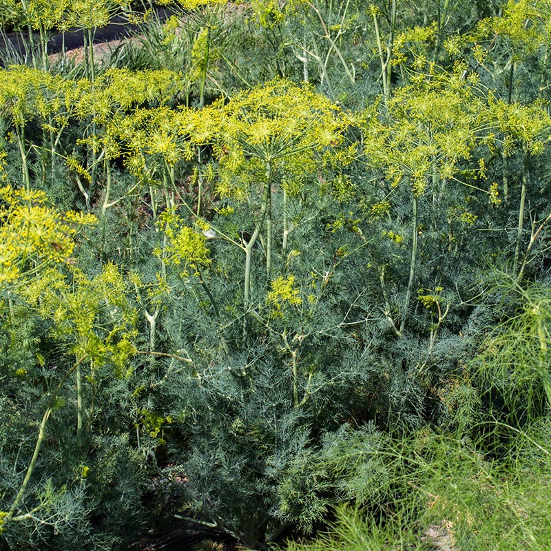51790_2_800x800
