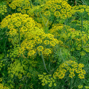 Dille Bouquet